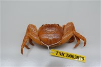 藏品(白紋方蟹)的圖片